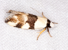 Zonopetala decisana