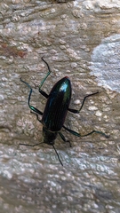 Strongylium aurichalceum