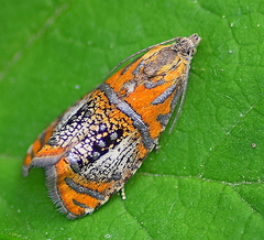 Olethreutes arcuella