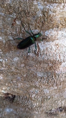 Strongylium aurichalceum
