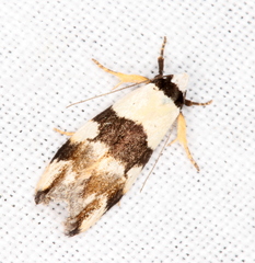 Zonopetala decisana