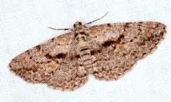 Boarmia suasaria
