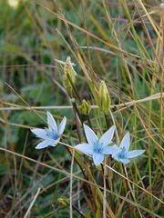 Lomatogonium carinthiacum