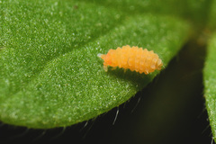 Bilobella aurantiaca