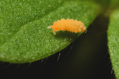 Bilobella aurantiaca