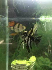 Pterophyllum scalare