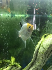 Pterophyllum scalare