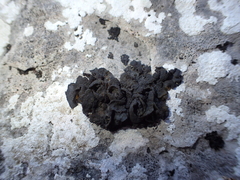 Lathagrium fuscovirens