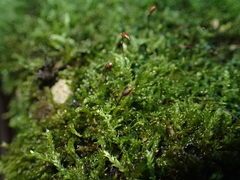 Rhynchostegium murale