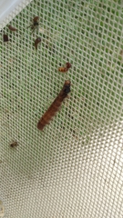 Lepidoptera