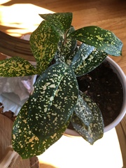 Dracaena surculosa