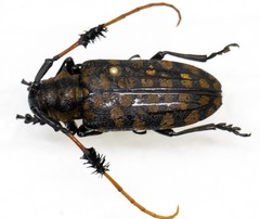 Aristobia approximator