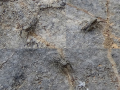 Pseudicius encarpatus