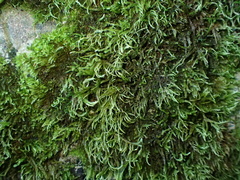 Plasteurhynchium striatulum