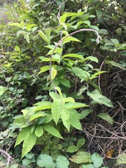 Convolvulus canariensis
