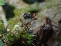 Microbryum davallianum