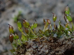 Microbryum davallianum