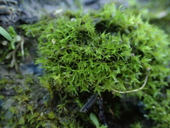 Dicranella schreberiana
