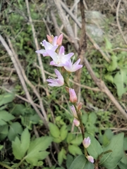 Persicaria japonica