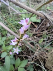 Persicaria japonica