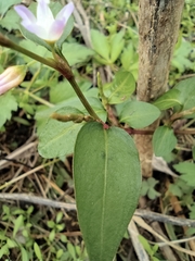 Persicaria japonica