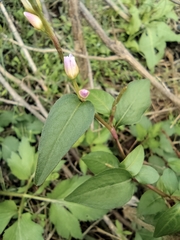 Persicaria japonica