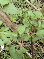 Persicaria japonica