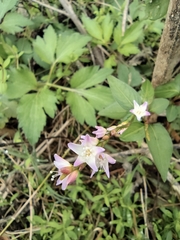Persicaria japonica