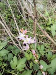 Persicaria japonica