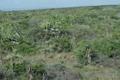 Aloe ferox
