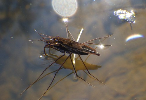 Gerris lateralis