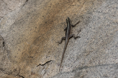 Tropidurus semitaeniatus