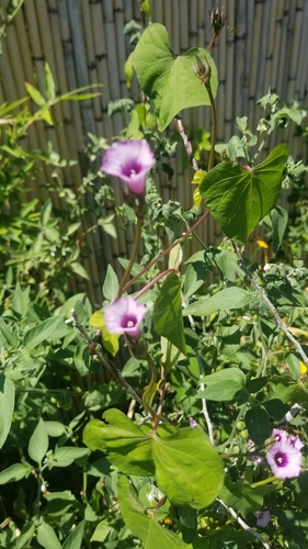 Corda-de-viola (Ipomoea grandifolia)