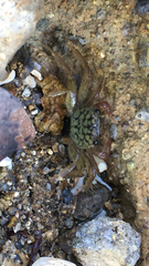 Geograpsus lividus