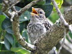 Dryoscopus cubla cubla