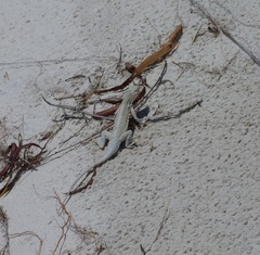 Holbrookia propinqua