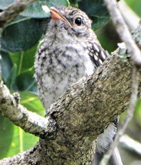 Dryoscopus cubla cubla