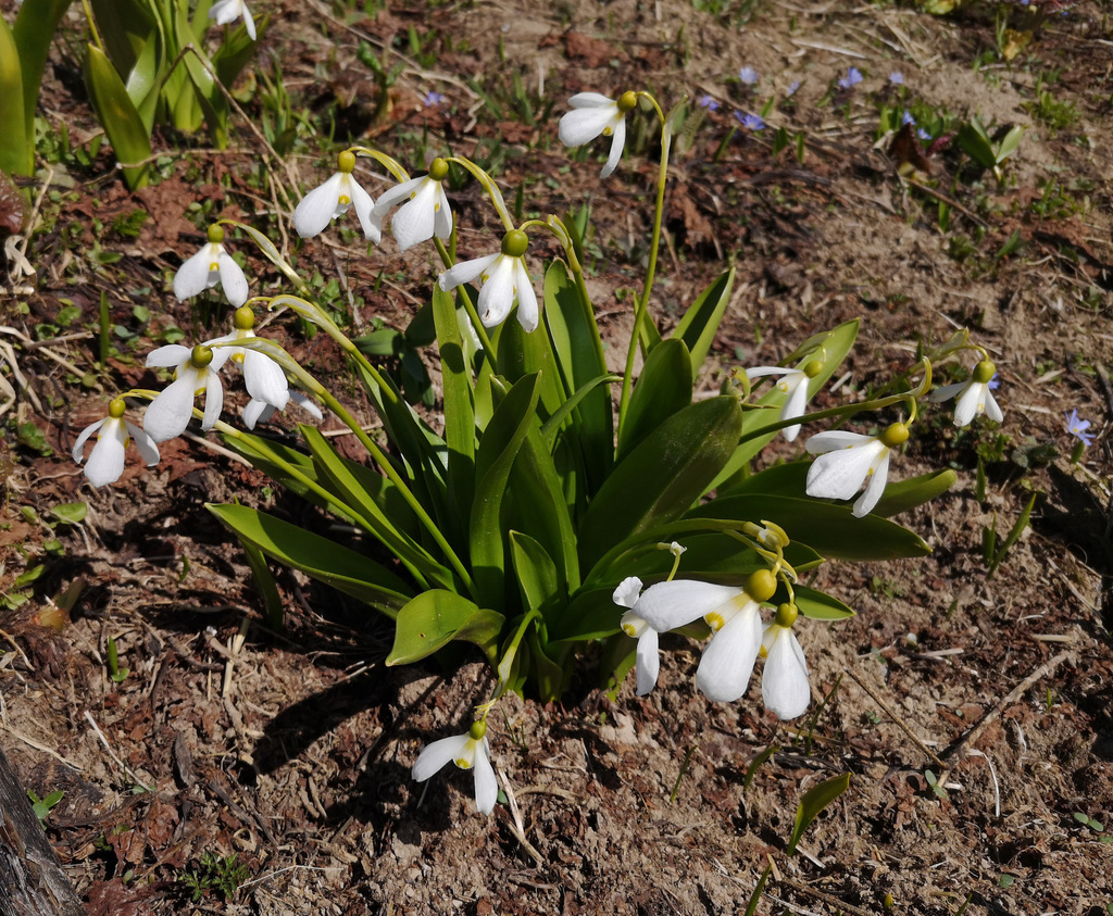 Galanthus platyphyllus