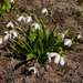 Galanthus platyphyllus - Photo (c) Todd Boland, alguns direitos reservados (CC BY-NC), uploaded by Todd Boland