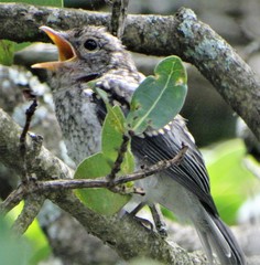 Dryoscopus cubla cubla