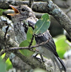 Dryoscopus cubla cubla