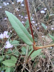 Persicaria hastatosagittata