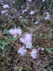 Persicaria hastatosagittata