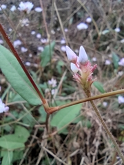Persicaria hastatosagittata