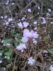Persicaria hastatosagittata
