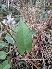 Persicaria hastatosagittata