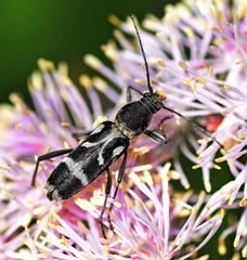 Chlorophorus figuratus