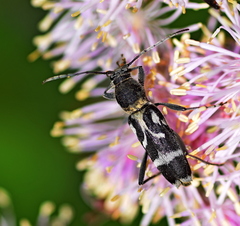 Chlorophorus figuratus