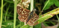 Butleria elwesi