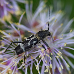 Chlorophorus figuratus